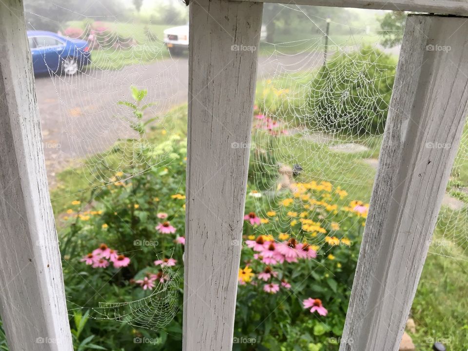 Spiders working on the front porch