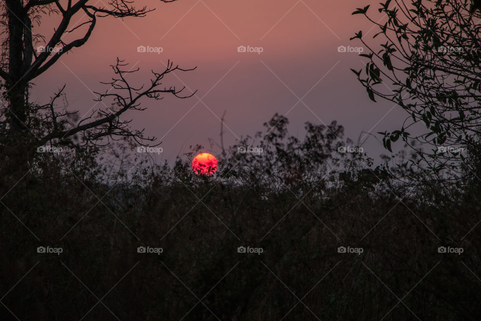 Silhouette of trees at dusk