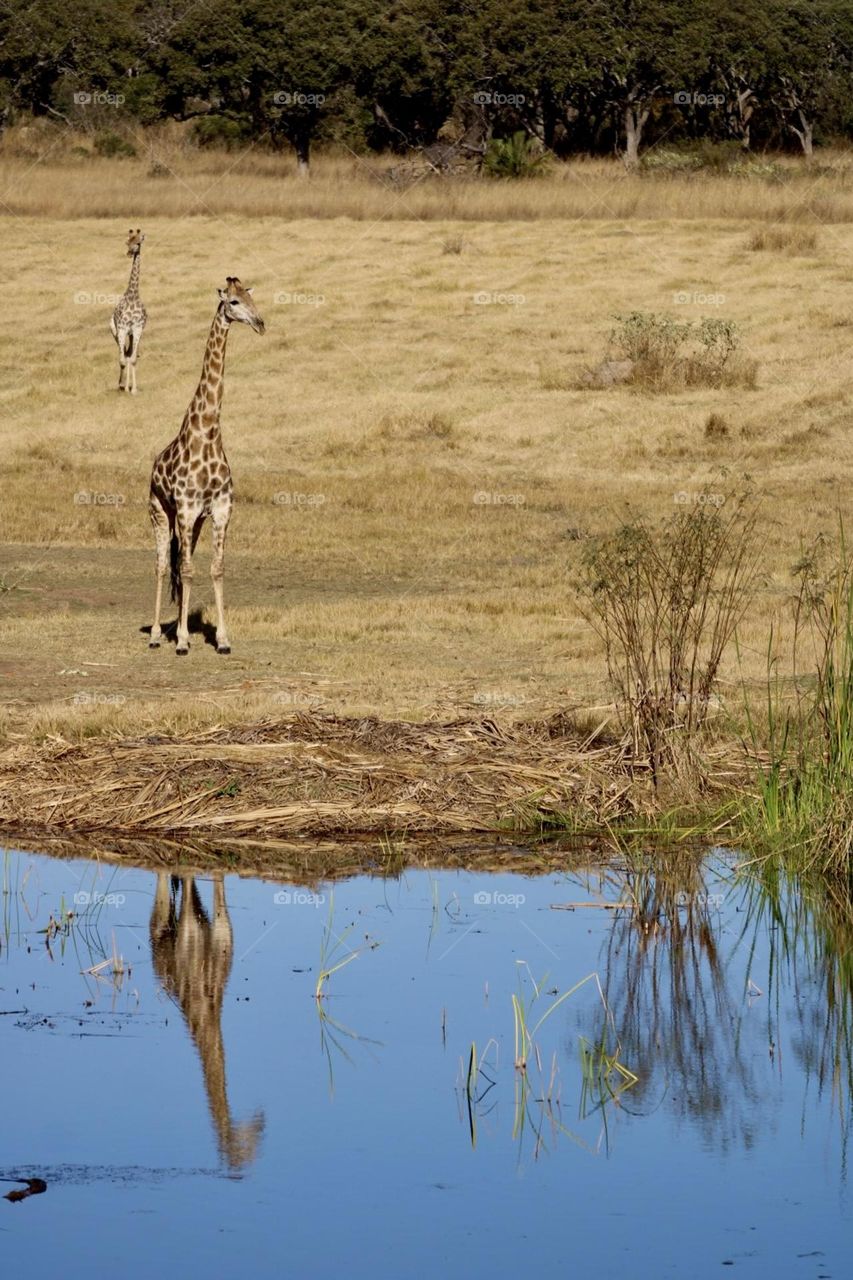 A giraffe reflected in the water 