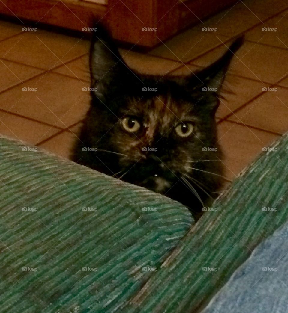 Where did you get the cookie 🍪?