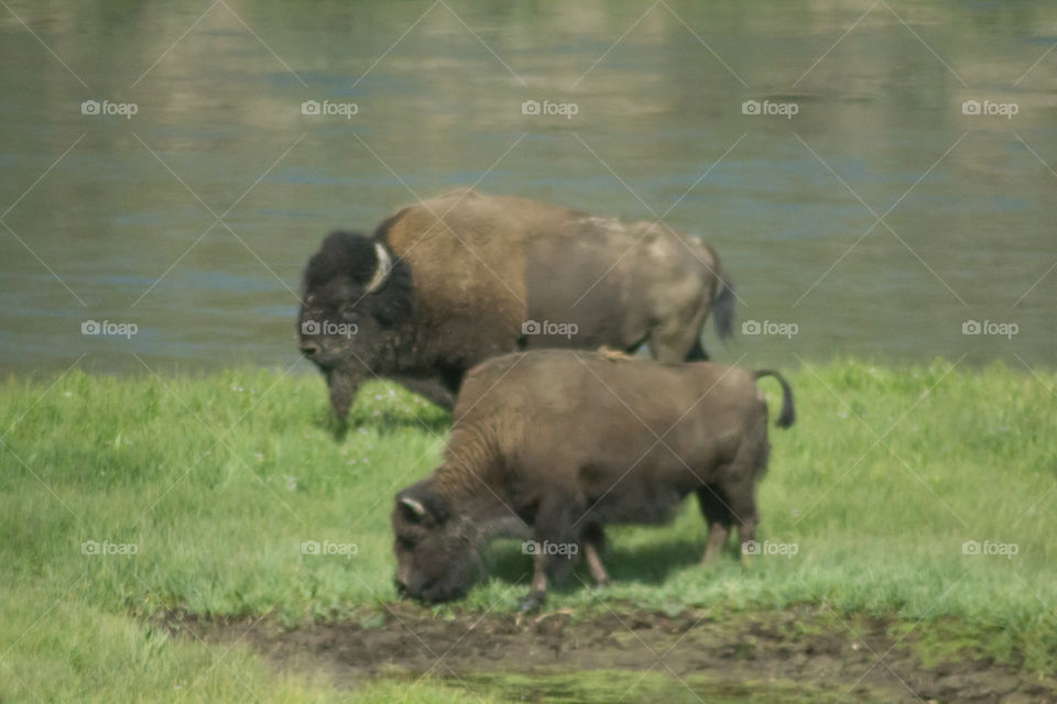Bison in nature