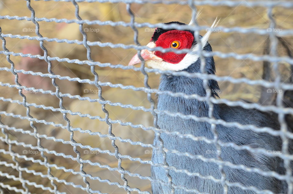 Brown Eared Pheasant