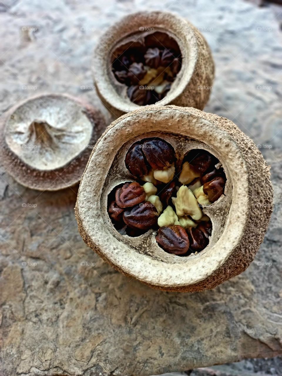 Sapucaia fruto from the cerrado.