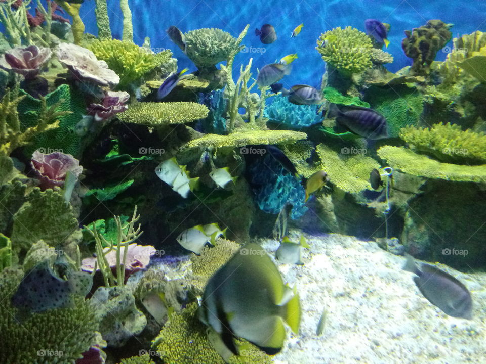 peixes no mar corais