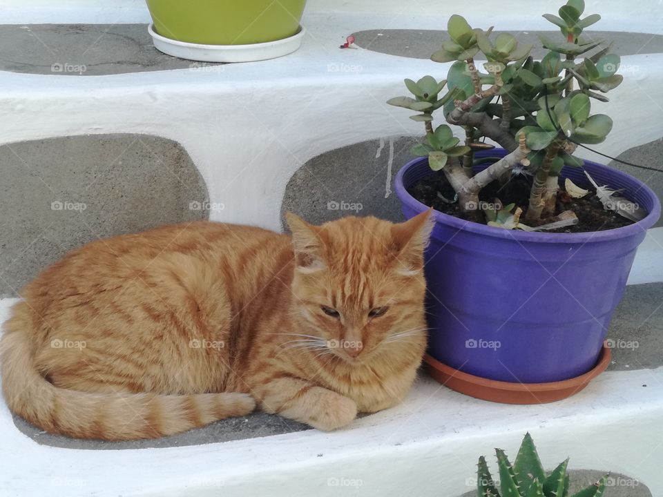 cat in mykonos