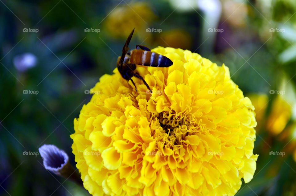 गेंदे का फूल और मधुमक्खी