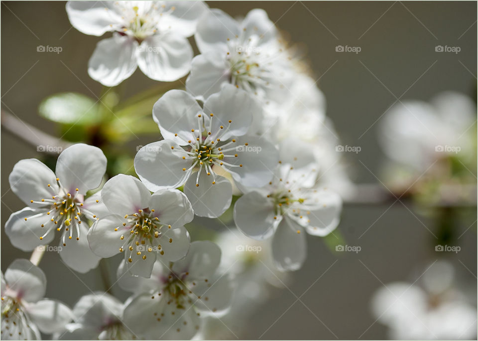 color spring flowers