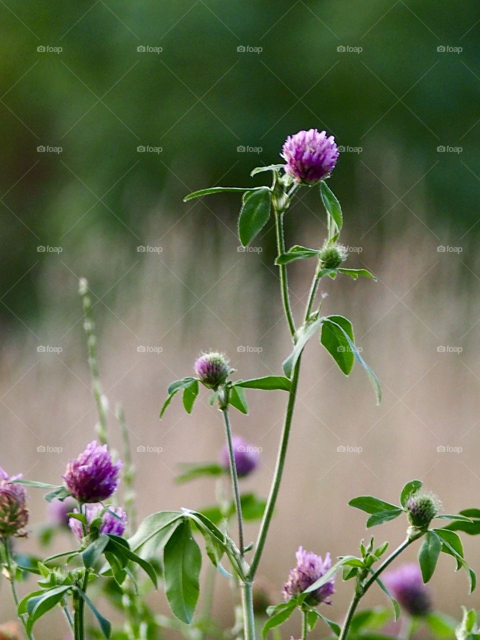 Evening in the meadow