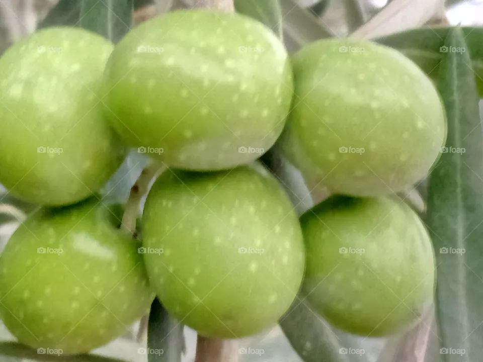 Olives originel