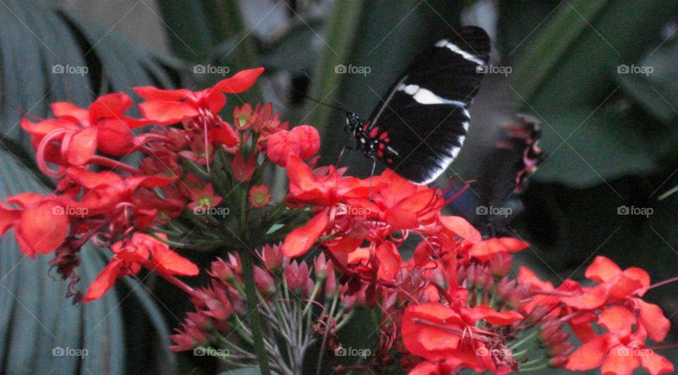 butterfly with red flowers . visit to butterfly pavilion in colorado