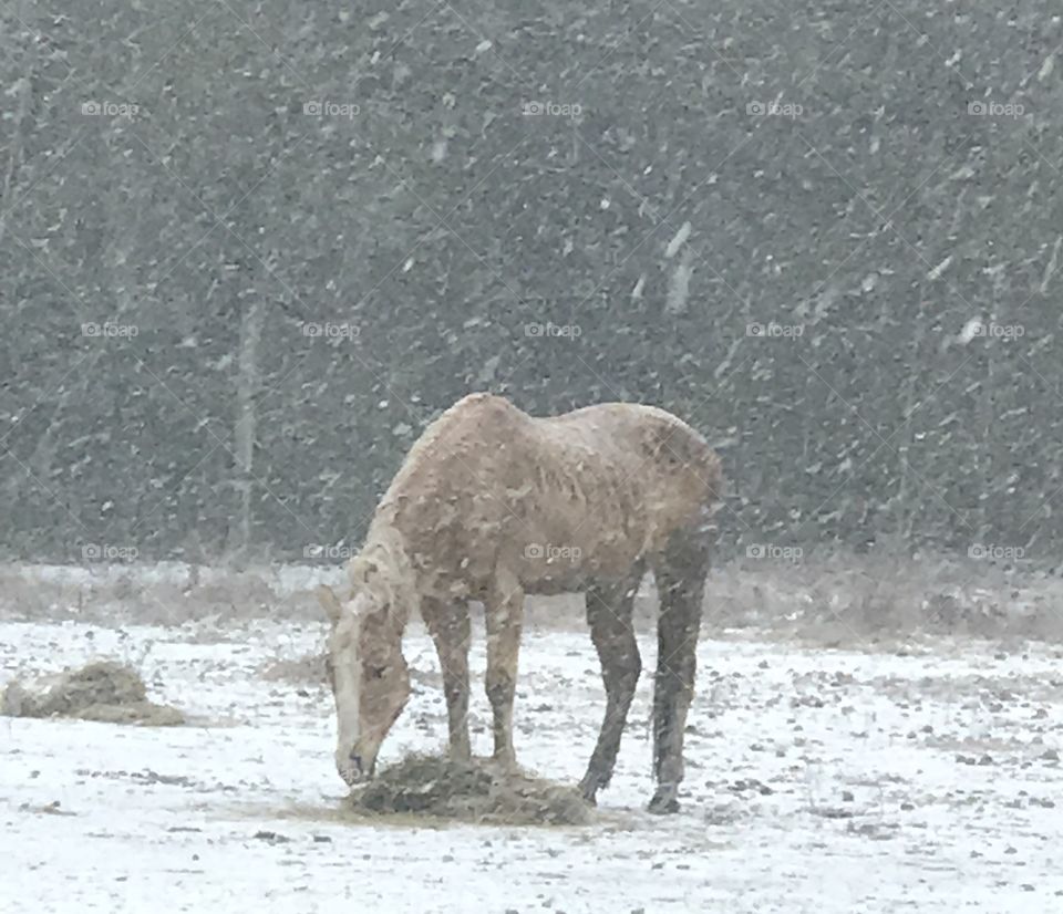 Wrangler, our palomino, nibbling on hay while confused about this South Georgia Winter Snow of 2018.