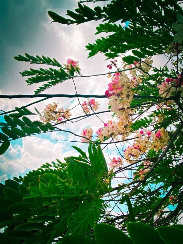 Spring