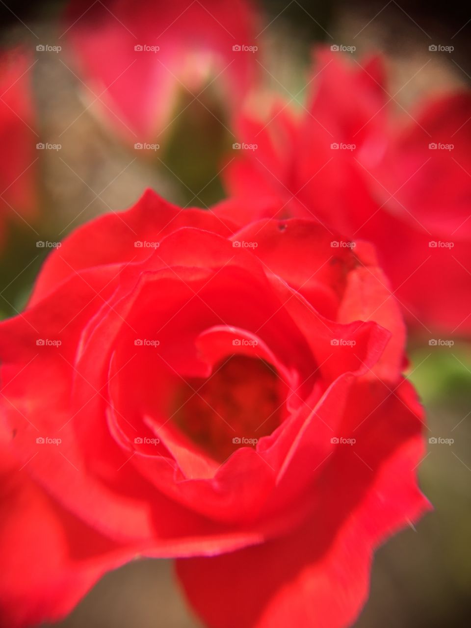 Red rose closeup