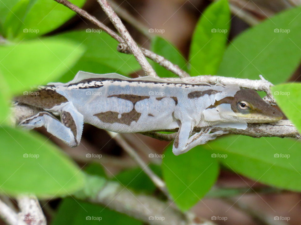 molting anole