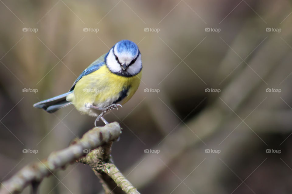 Blue Tit bird