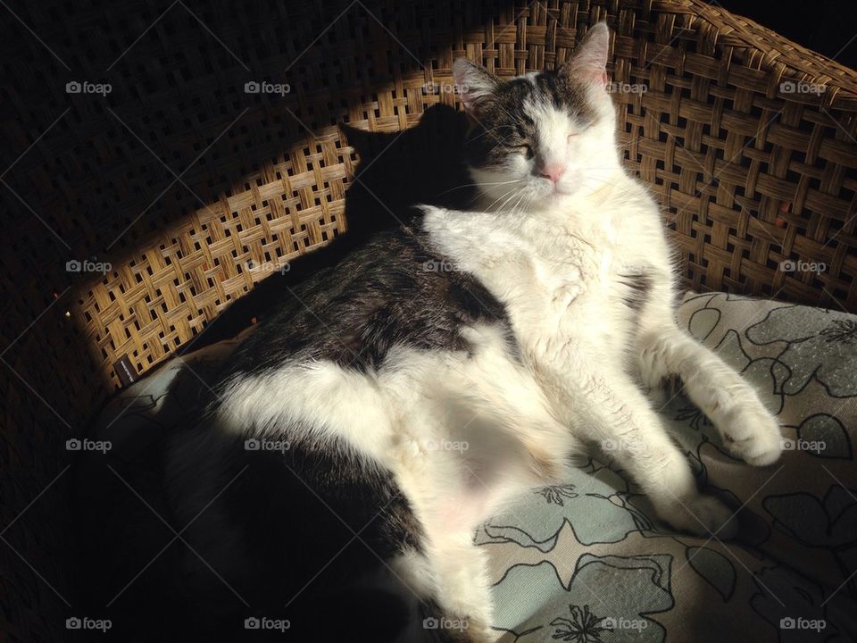 Sun cat nap 
