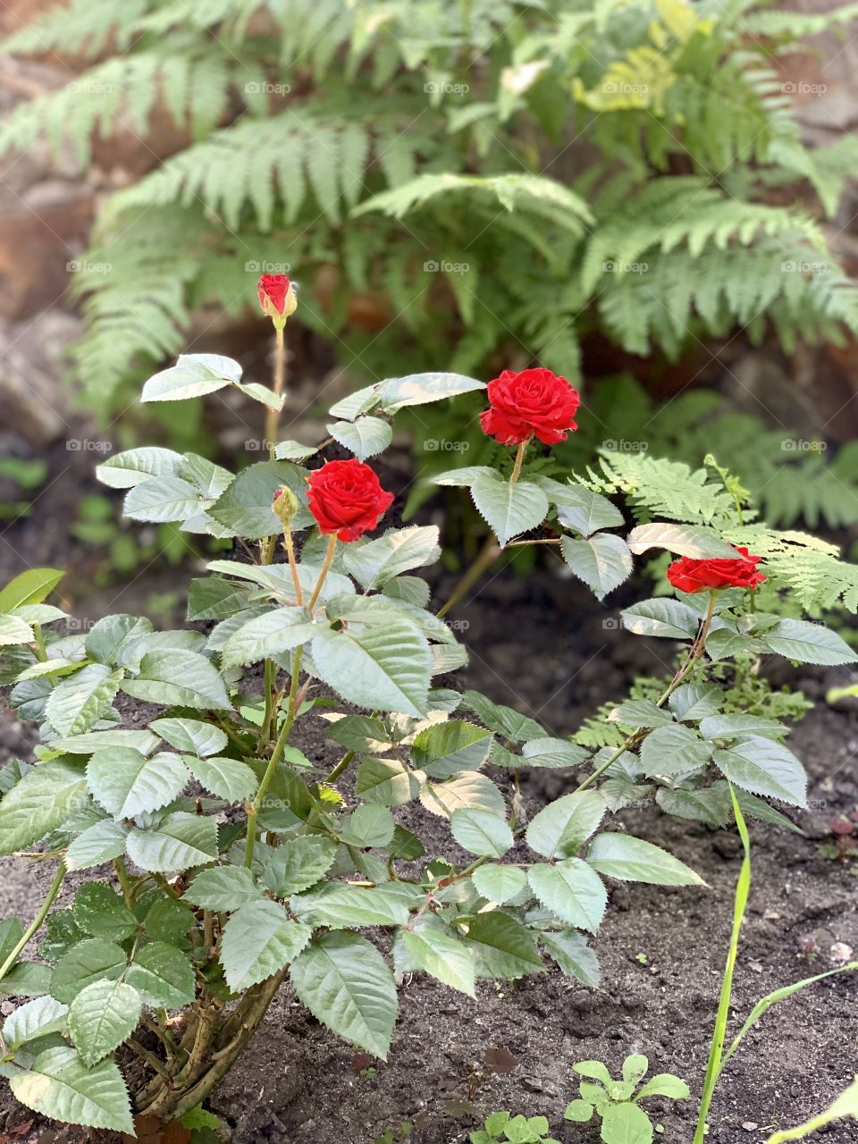Scarlet roses in the flowerbed
