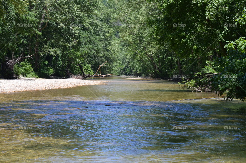 forest, river