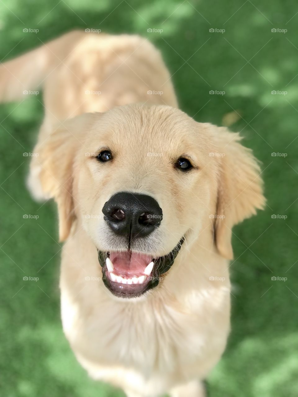 Happy Golden Retriever