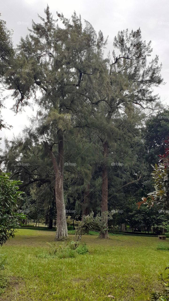 Some are different 🌳