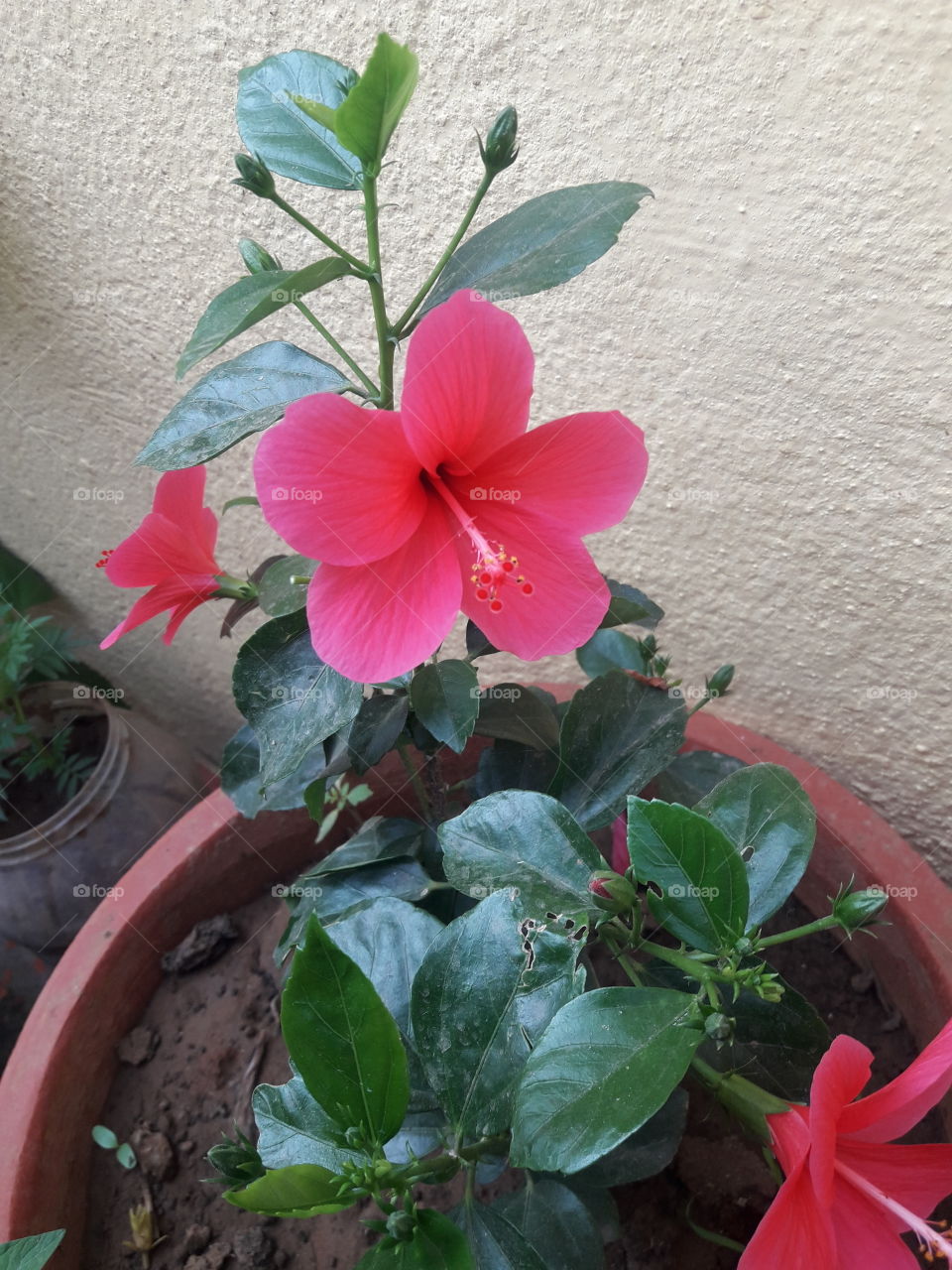 hibiscus