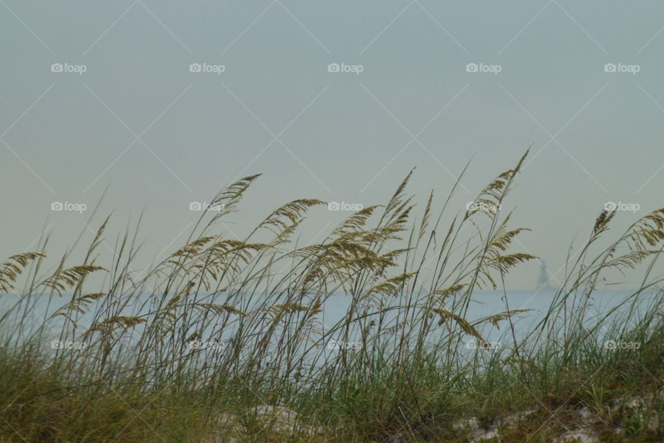 Beach grass 