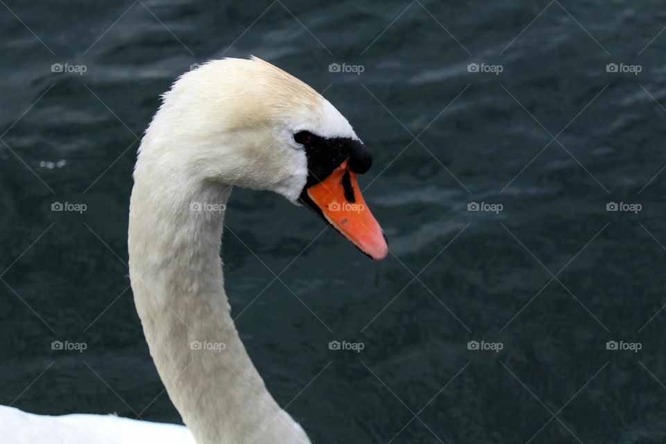 White Swan