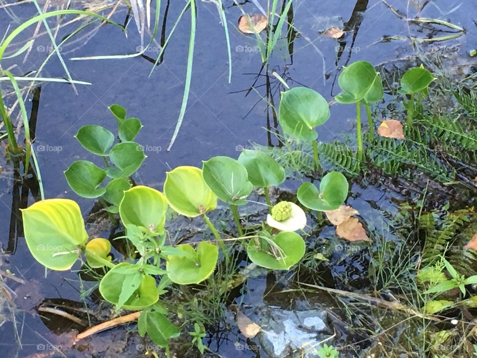 Alaskan aquatic flora