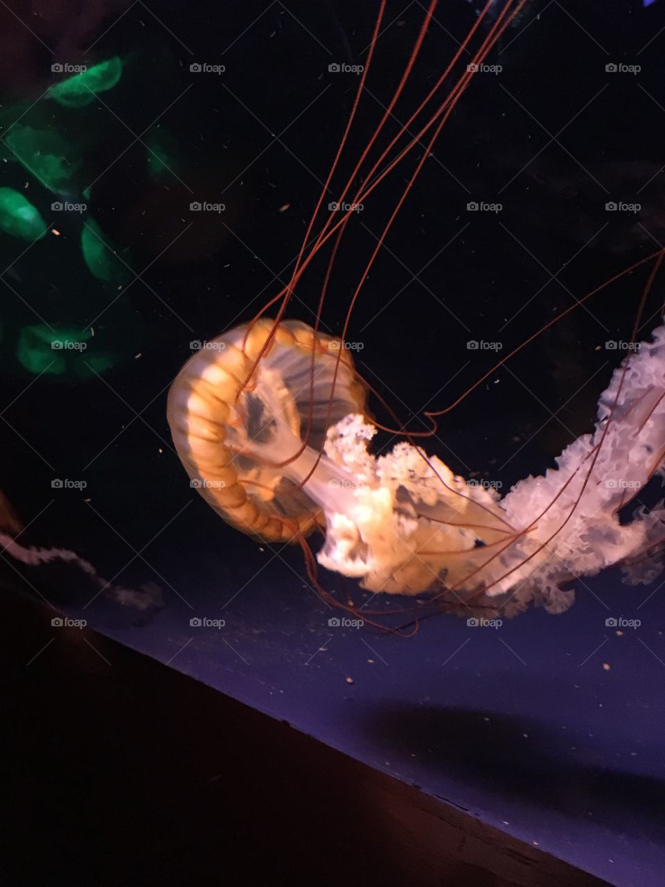 Beautiful Jellyfish 