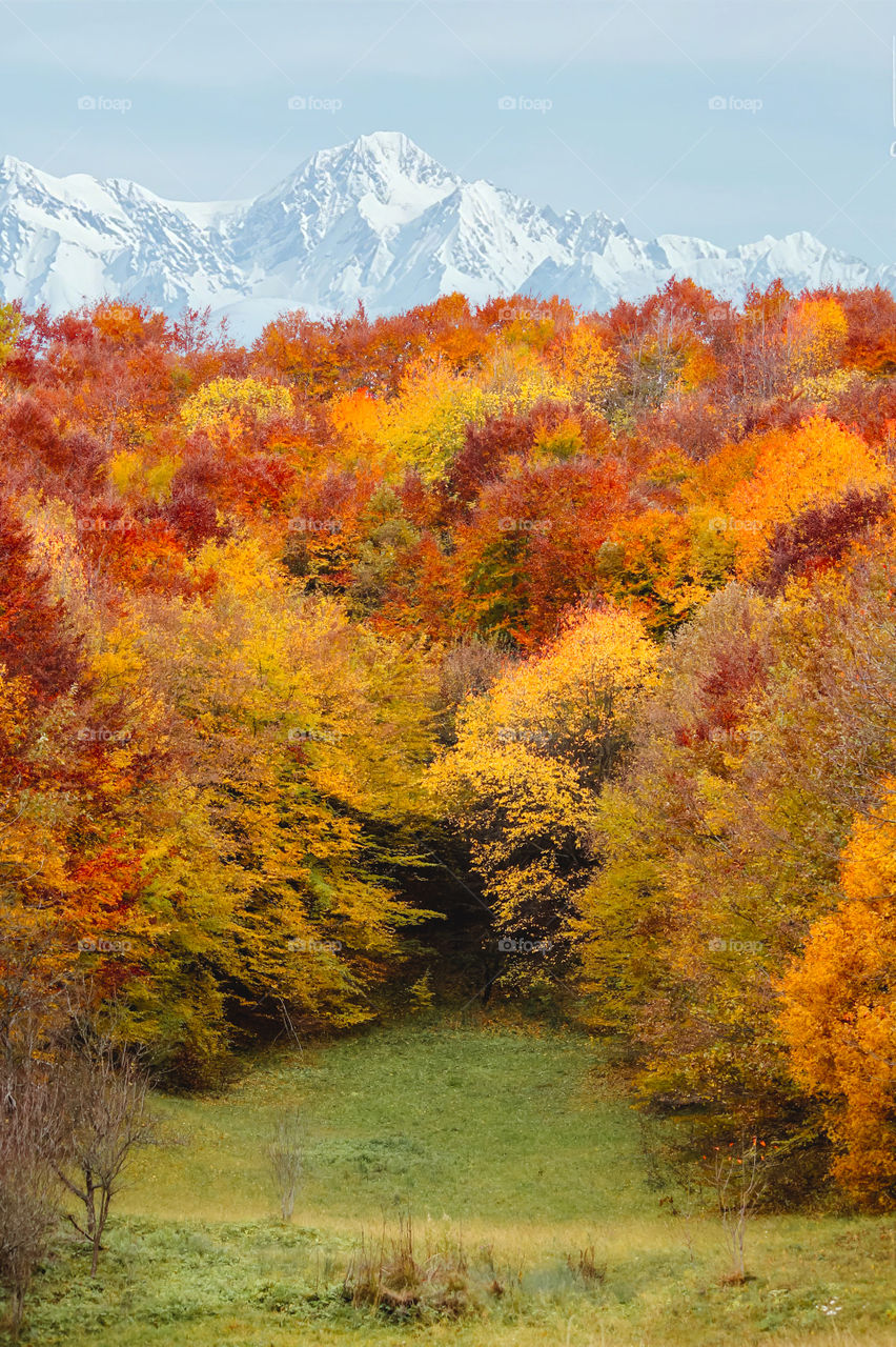 Colors of autumn 