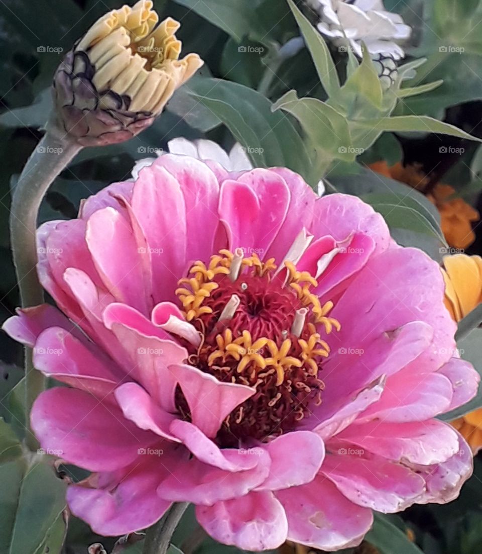 Pink jini flower