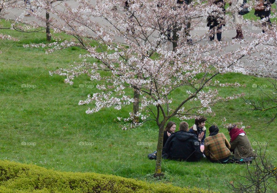 Cherry trees garden