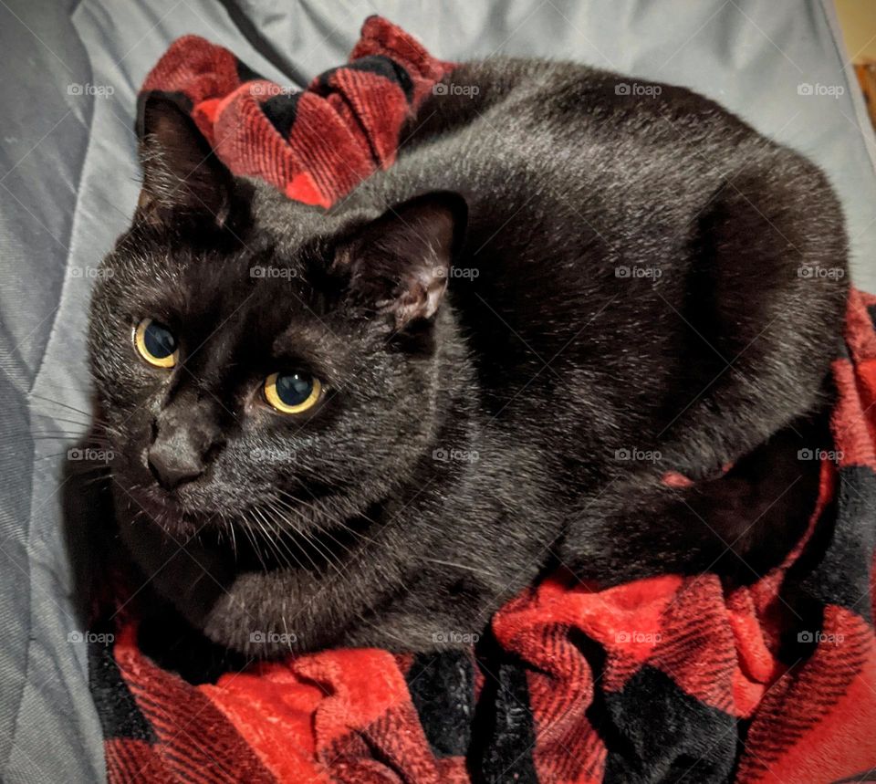 black cat lounging on red buffalo plaid blanket
