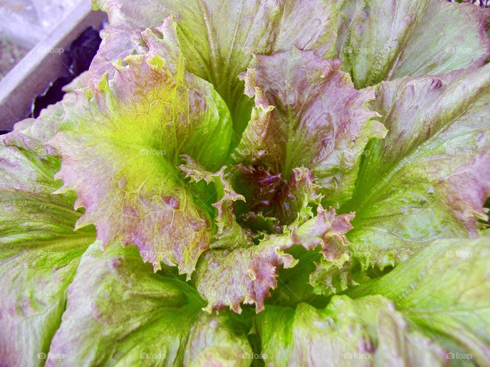 Garden lettuce 