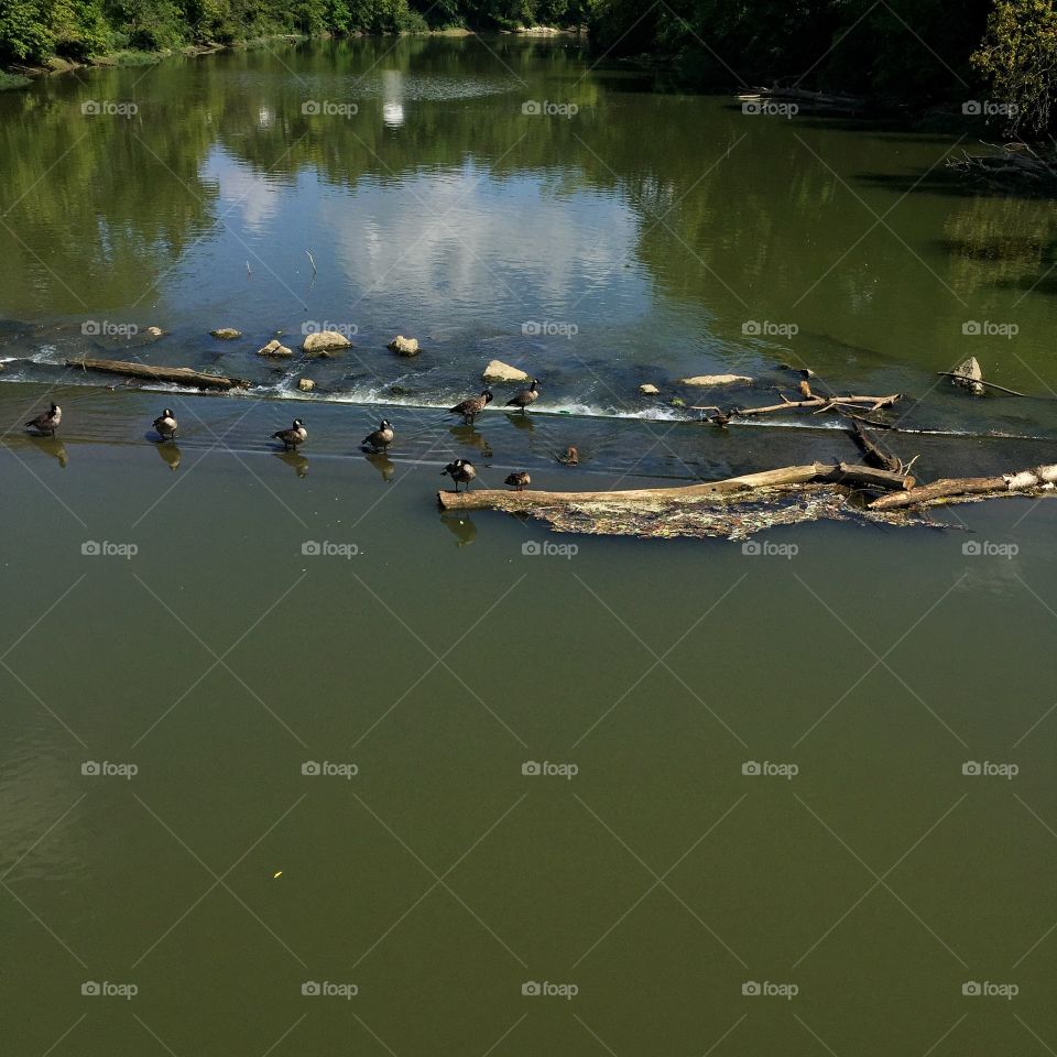 Geese congregating on river near dam 