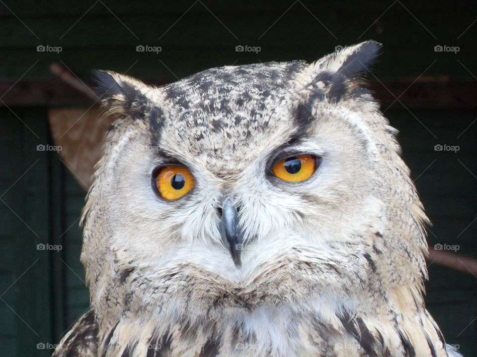 Owl close up