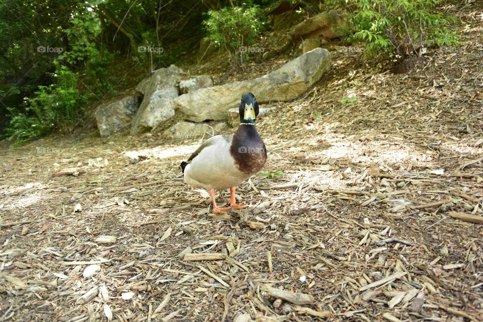 Park Duck. duck in Greenville SC