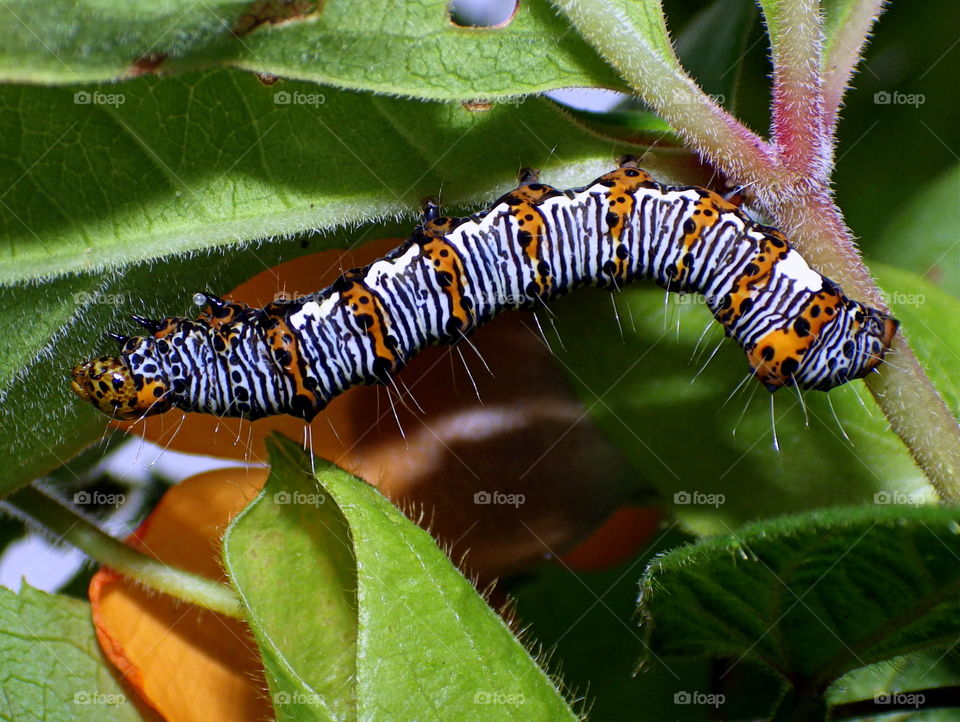 caterpillar