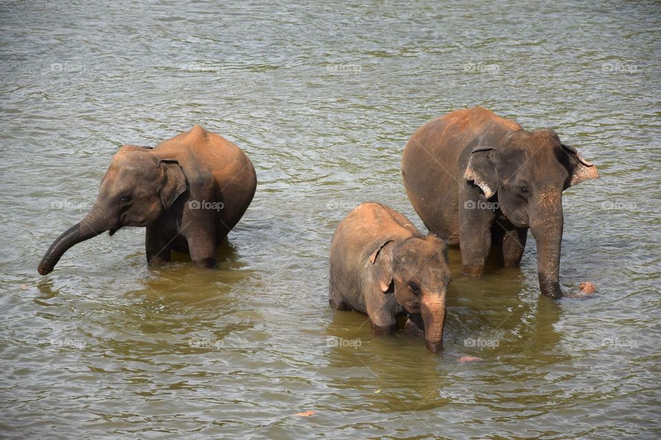 Beautiful elephants spotted in Sri Lanka 