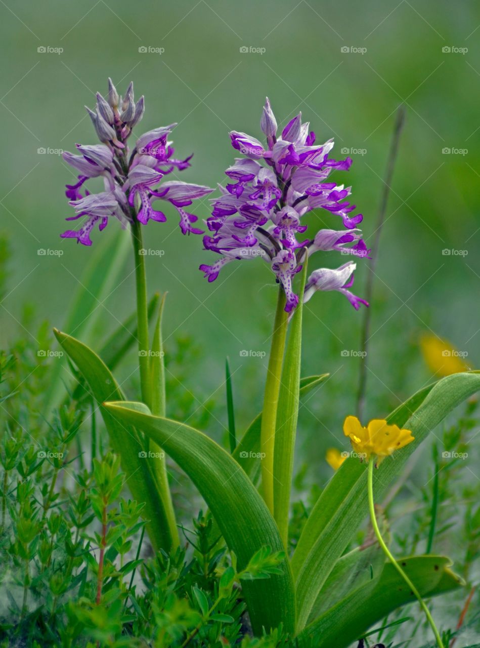 Vilda orkidéer på Öland