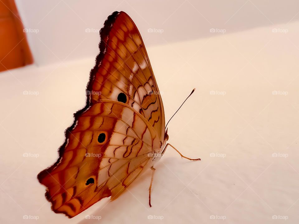 Orange butterfly 