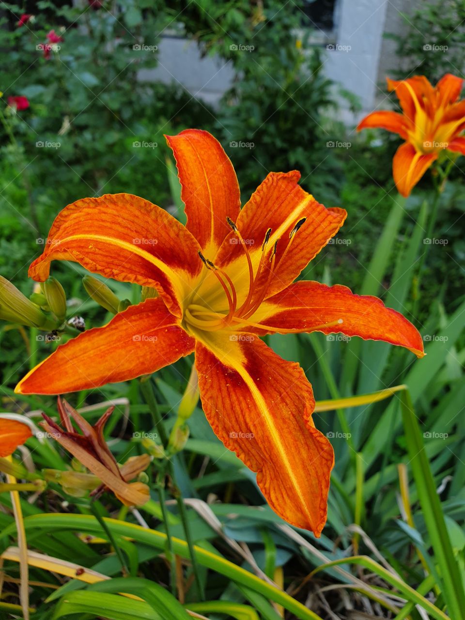 red and yellow lily flower in the garden