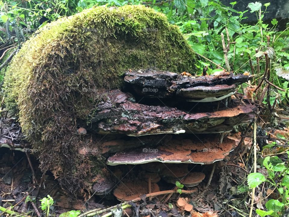 Flat mushrooms growing on end of log