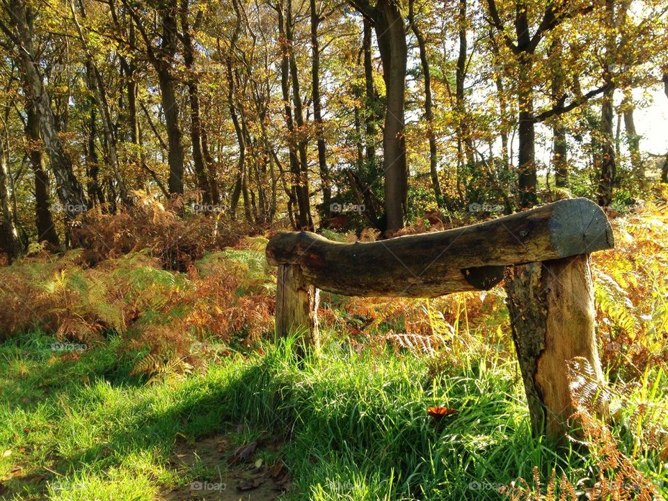 Bench in the woods