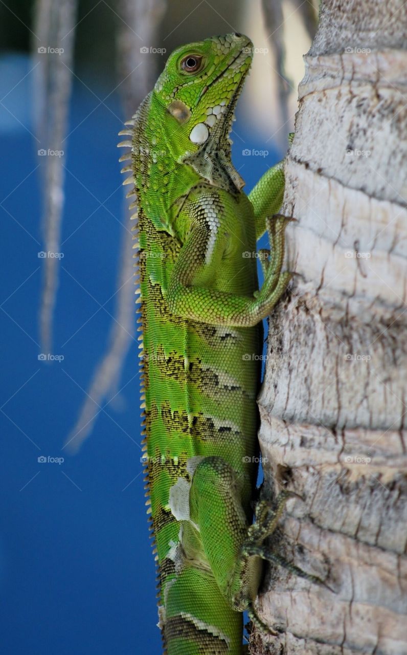 Iguana in curaçao 