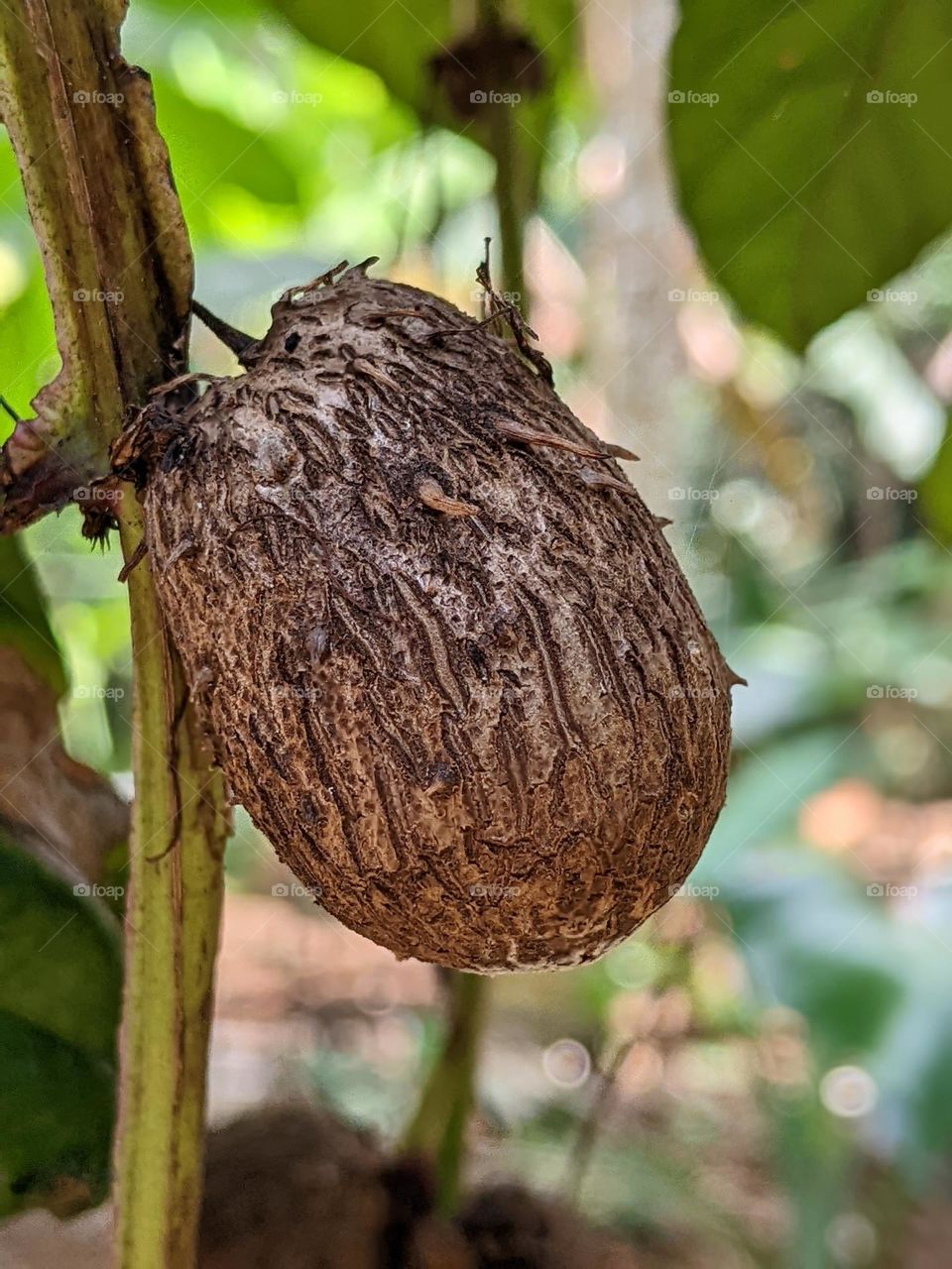 Gembolo (Dioscorea bulbifera)