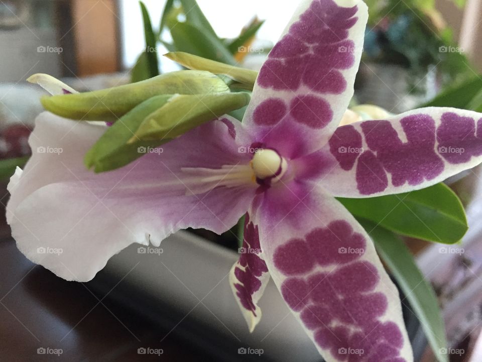 Purple poke dots orchid 