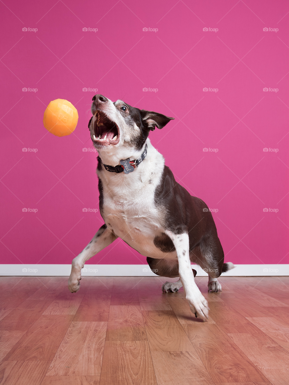 Dog with ball