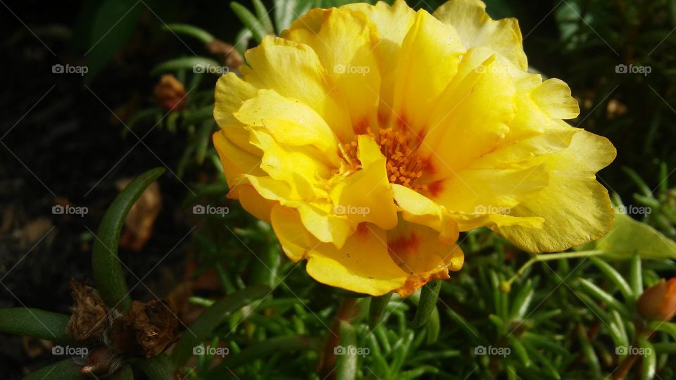 flower power. summer time