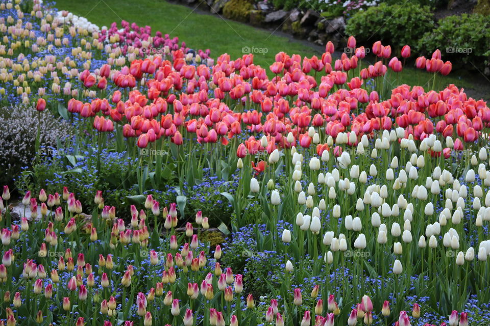 Spring flowers 